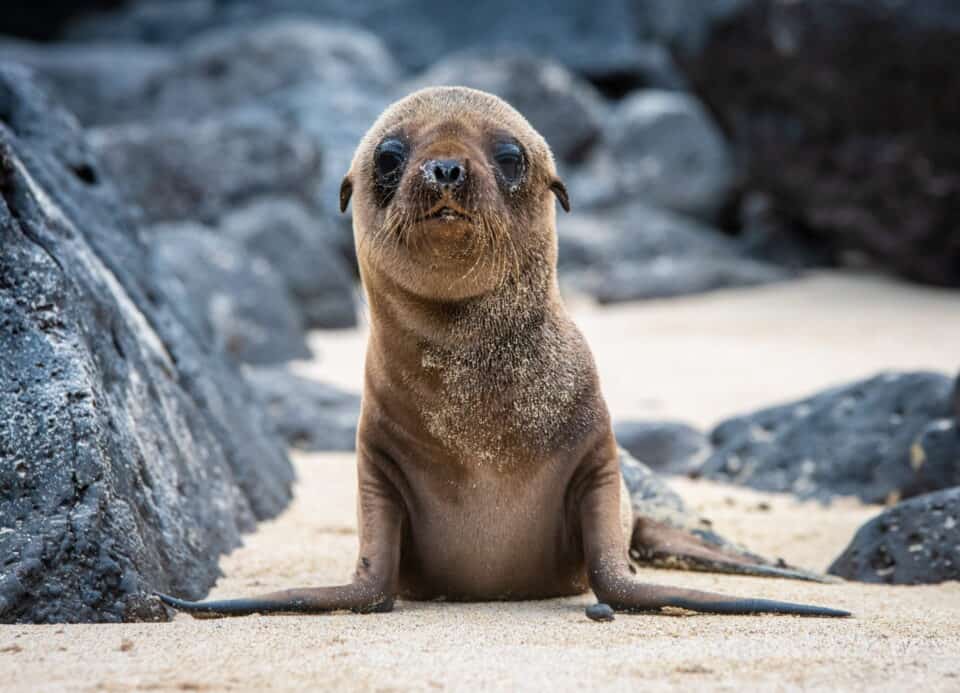 baby galapagos sea lion galapogas