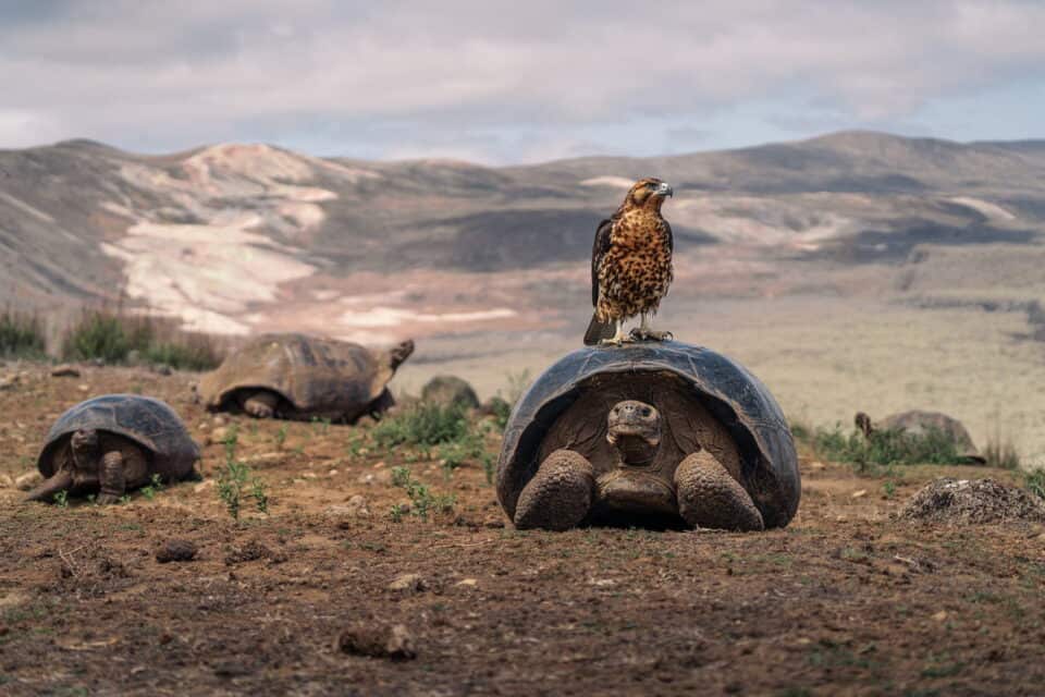 large tortoise galapogas