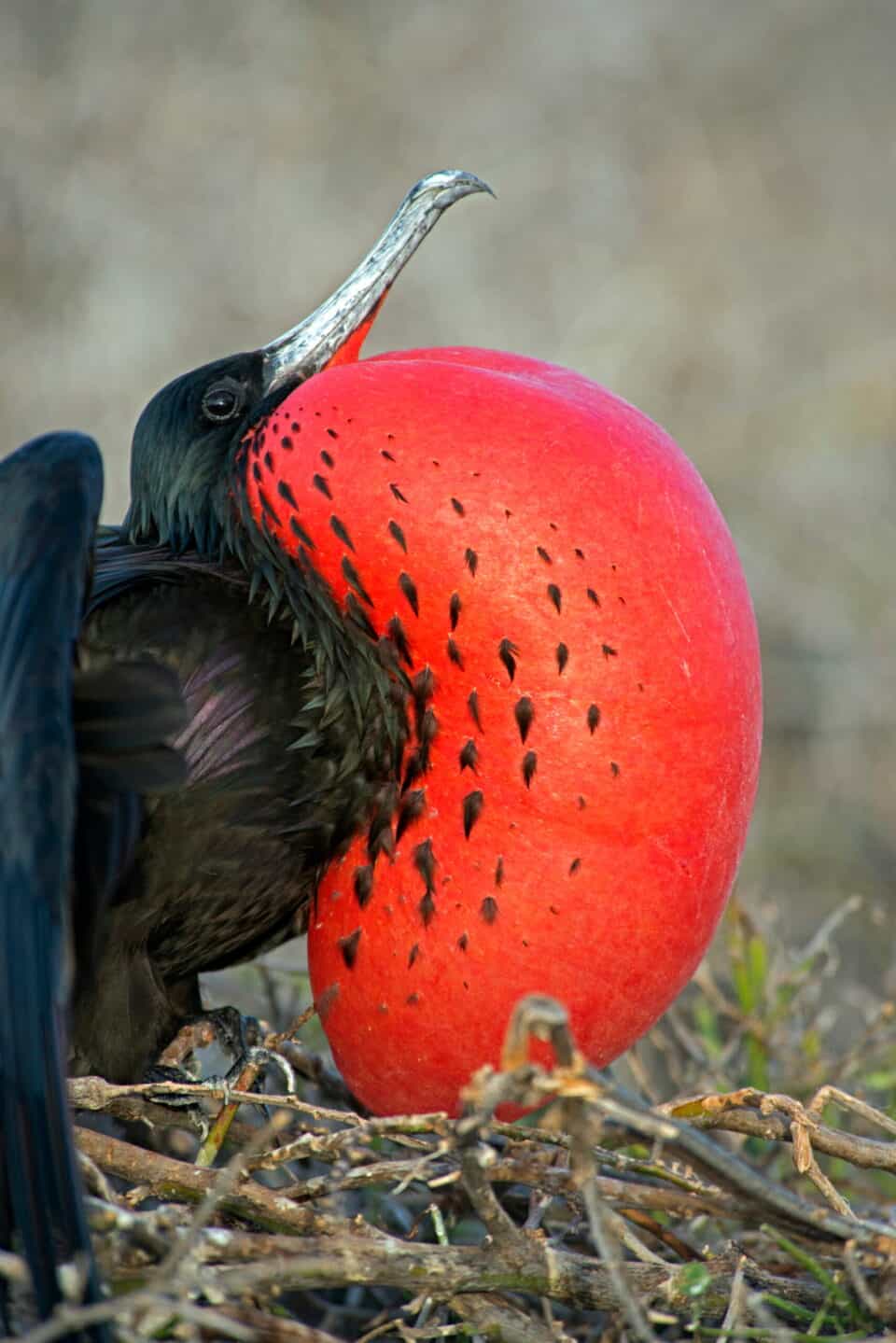 frigatebird galapogas holiday