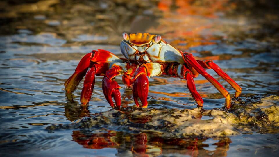 galapogas lightfoot crab silver origin