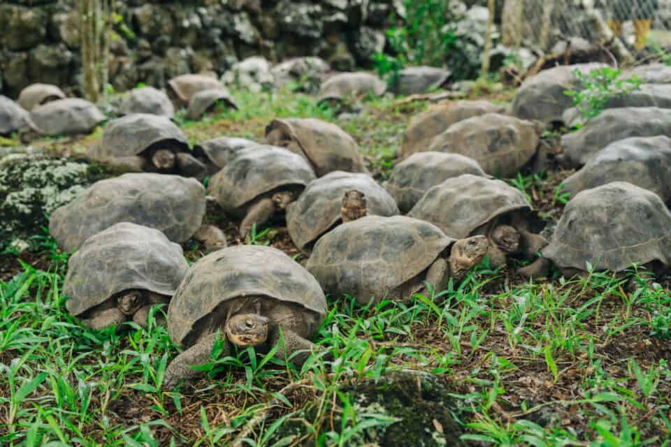 giant tortoise galapagos